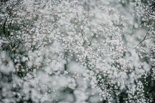 plant white flowers scenery nature