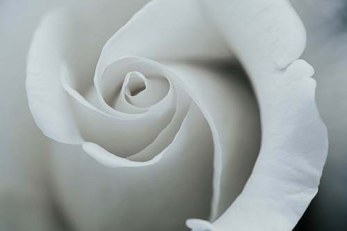 flower white rose petals rose