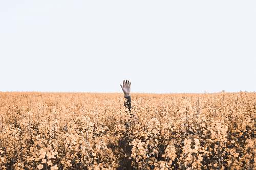 grass person's hand over brown floral field during daytime field