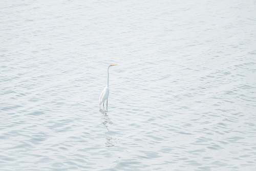 blue white bird on seashore bird