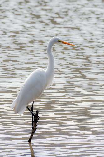 bird white bird standing on tree branch animal