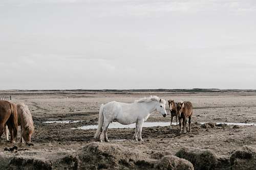 rural brown and white horses grazing on grass field animal