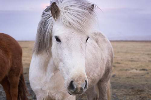 mammal closeup photo of white horse animal