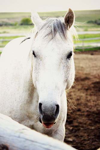 casper white horse with tongue hanging out united states