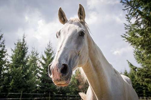 animal white stallion horse surrounded with tall and green trees mammal