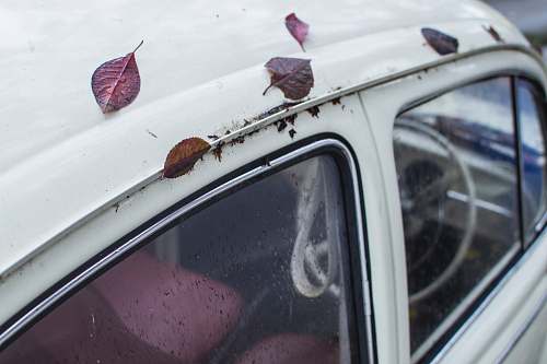 people red leaves on white car roof person