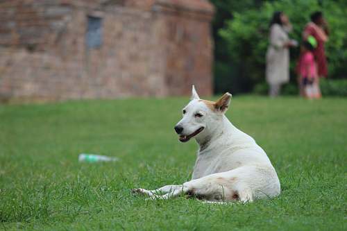 person short-coated white dog lying on grass lawn shallow focus photofgraphy people
