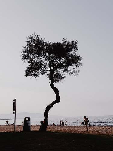 tree silhouette of tree plant