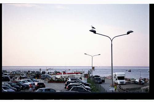 person vehicles parked near body of water animal