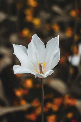 person white petaled flower flower