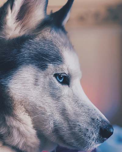 dog adult white and gray Siberian Husky canine