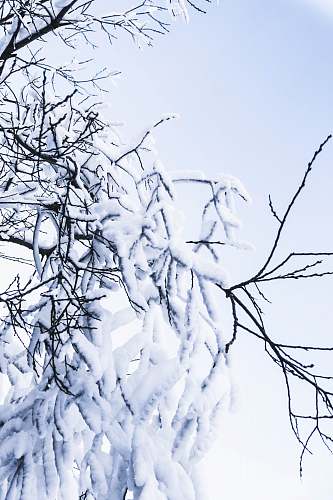 nature snow covered tree outdoors