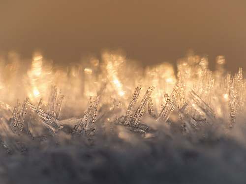 flora yellow string lights grass