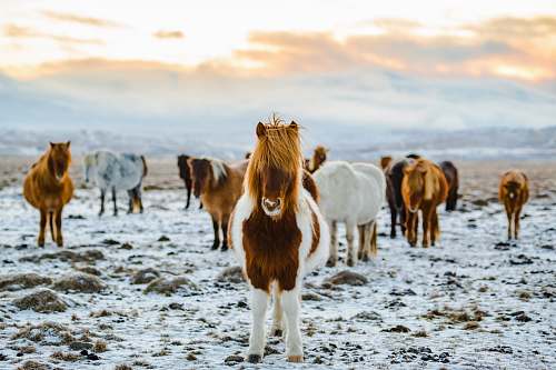 horse herd of white and brown donkeys on snow-covered land animal