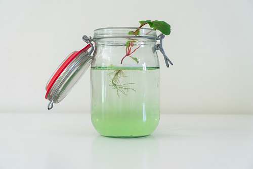plant clear glass filled with clear liquid water root