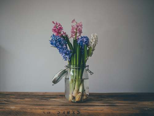 vase green plant on clear glass jar art