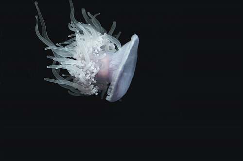 ocean selective focus of white jelly fish animal