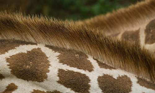 animal closeup photo of giraffe's back africa