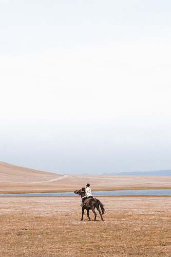 horse man riding horse on grass field horse rider
