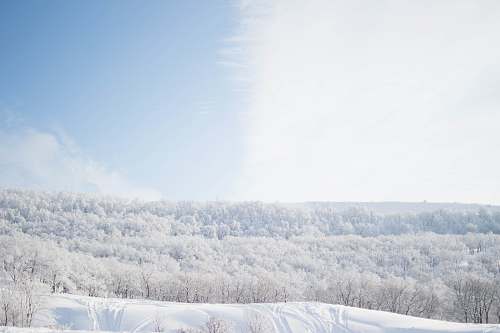 trees trees covered in snow sky