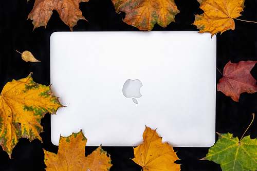 plant white MacBook tree