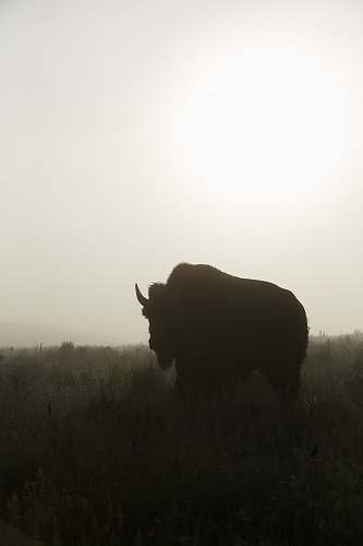 bison  bear