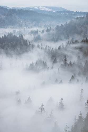 nature aerial photography of fog-covered forest landscape