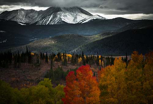 tree landscape photography of mountains forest
