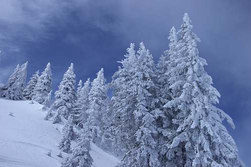 tree landscape photography of tree coated with snow outdoors