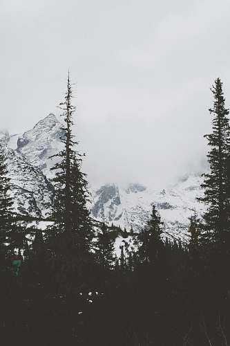 nature silhouette of trees and snowy mountains grey