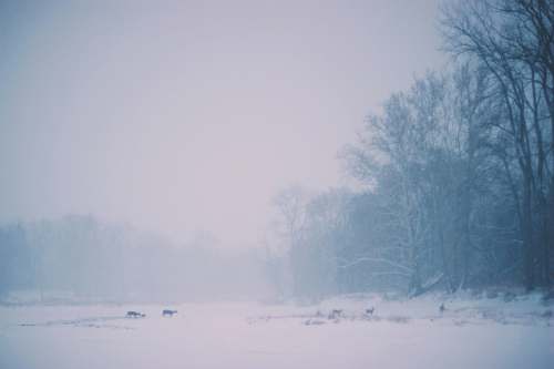 winter animal walking on land covered with snow near bare trees snow