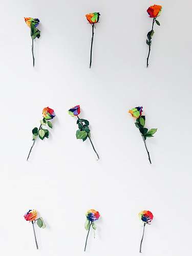 outdoors assorted-color petaled flowers skiing