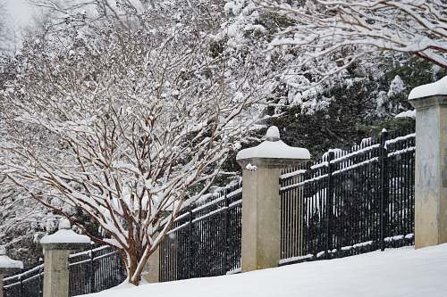 snow brown tree across black steel fence outdoors