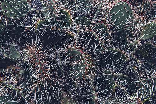 plant cactus during daytime thorn
