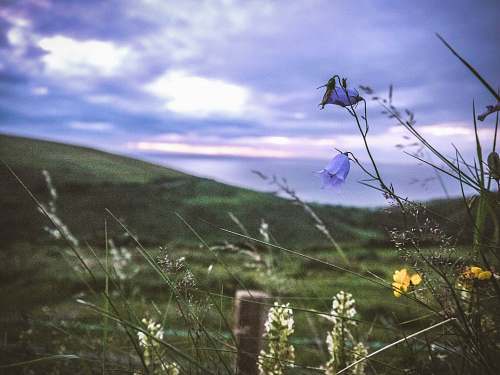 green depth photography of purple petaled flowers grass
