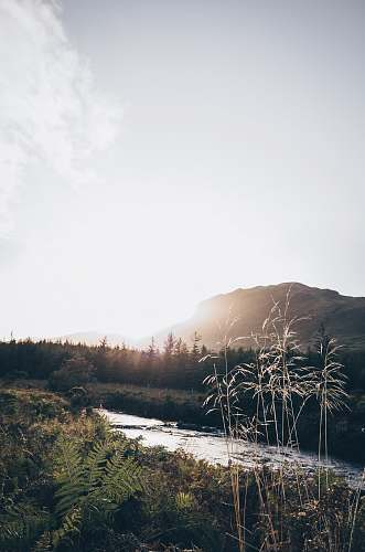 grass grasses beside river plant