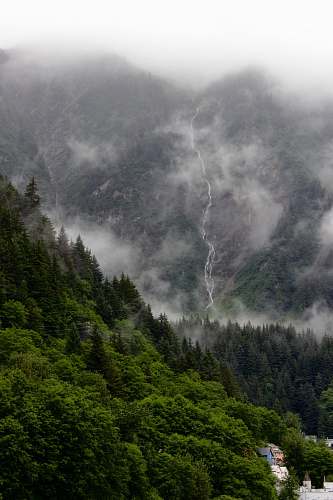 trees green leafed forest alaska