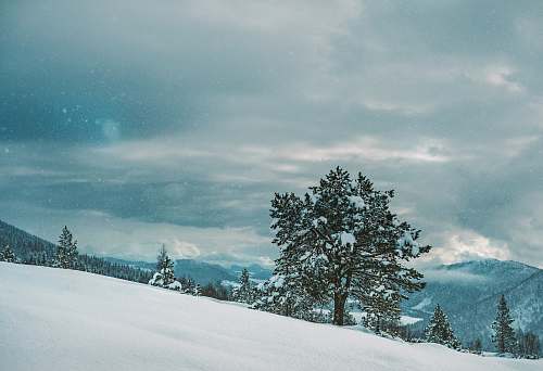 tree green leafed tree on snowfield under white cloudy sky at daytime winter
