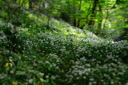 forest green plant during daytime flowers