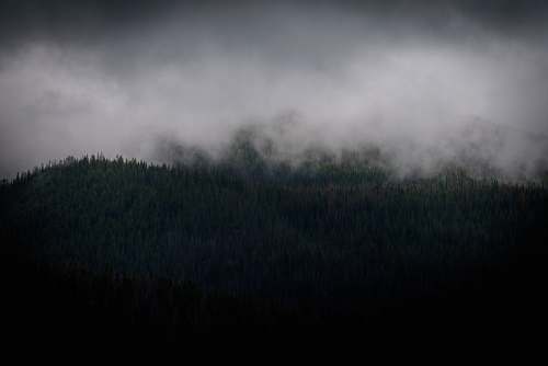 fog green trees covered with smoke trees