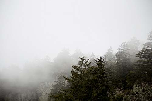 fog green trees covering fog during daytime weather