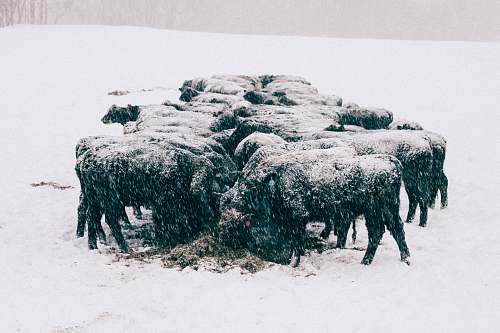 animal group of animal gathered on field covered with snow snow