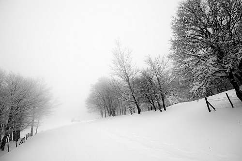black-and-white leafless trees winter