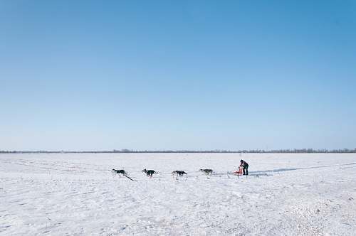 blue man and four dogs on snow field landscape