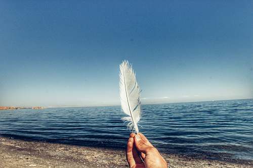 sea person holding feather near body of water outdoors