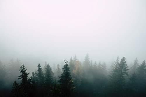 outdoors pine trees covered with fog weather
