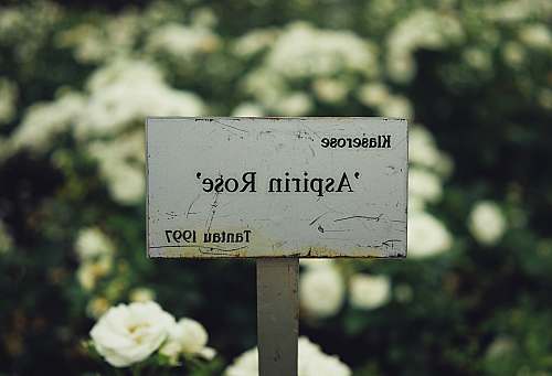sign selective focus photography of Klaserose Aspiring Rose Tantau 1997 signage plant