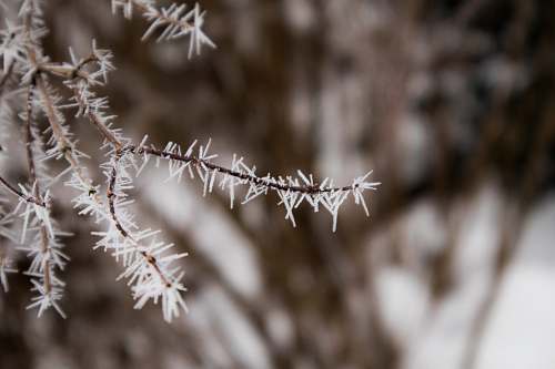 outdoors selective focus photography of plant during daytime ice