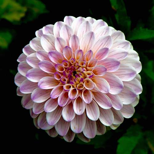 flower selective focus photography of purple and white petaled flower plant