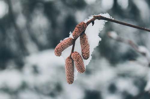 outdoors shallow focus photo of brown plants ice